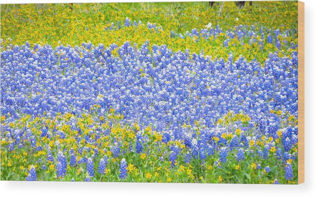 Texas Wild Flowers Wood Print featuring the photograph Colors Of The Country by David Norman