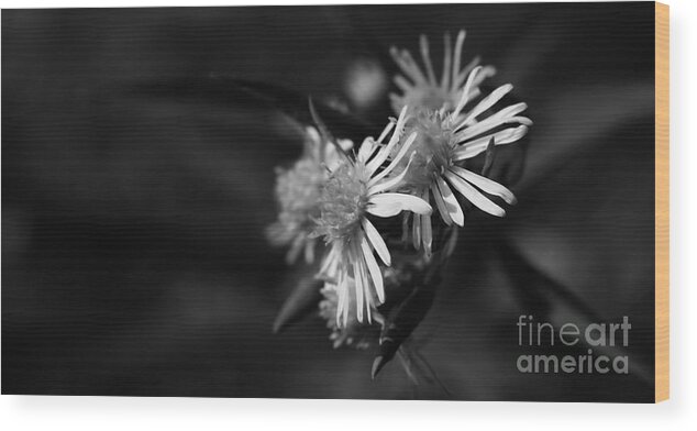 Wildflower Wood Print featuring the photograph Dames En Noir by Linda Shafer