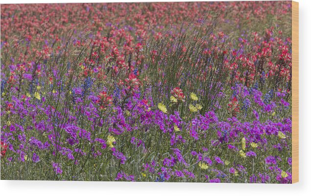Flowers Wood Print featuring the photograph Dense Texas Wildflowers by Steven Schwartzman