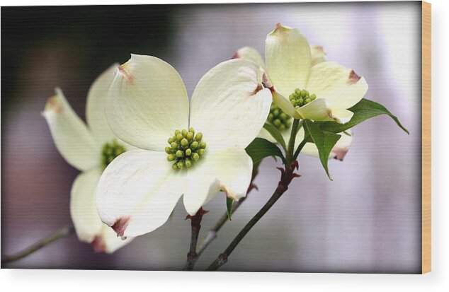 Dogwood Wood Print featuring the photograph Dogwood Blooms by Susie Weaver