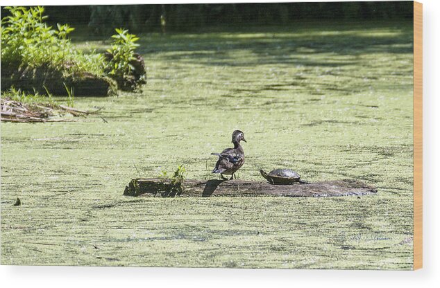 Heron Heaven Wood Print featuring the photograph Duck And Turtle by Ed Peterson