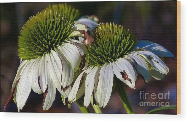 Floral Wood Print featuring the photograph End Of Bloom by Julia Hassett