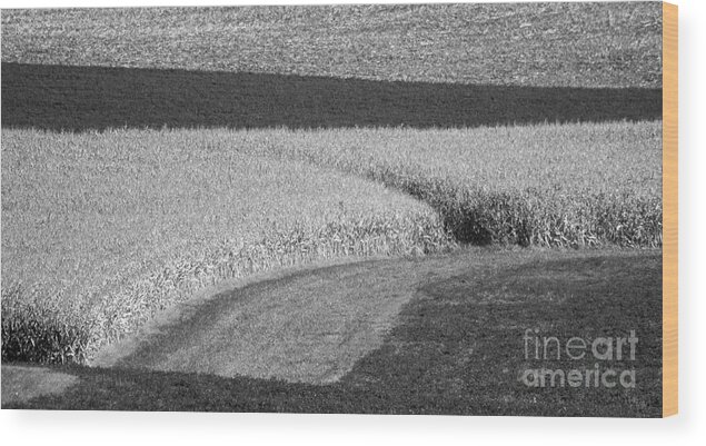 Fields Wood Print featuring the photograph Corn Fields near Madison, WI by Steven Ralser