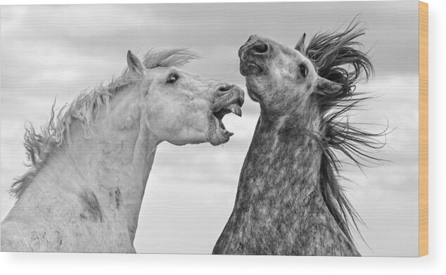 Horse Wood Print featuring the photograph Fighting Stallions by Tim Booth