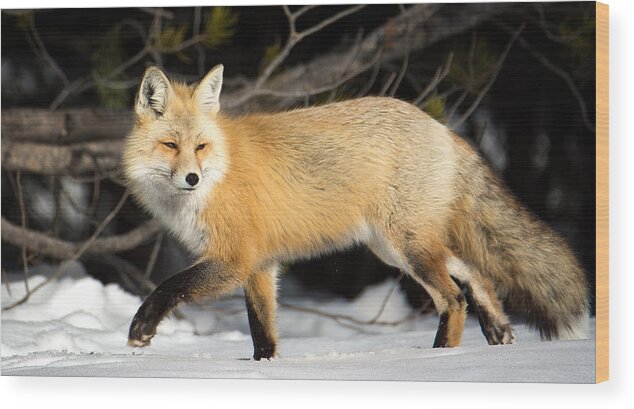 Fox Wood Print featuring the photograph Fox On a Stroll by Michael Ash