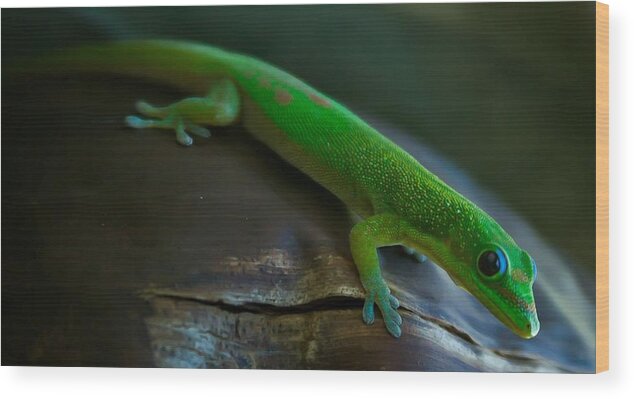 Gecko Wood Print featuring the photograph Gecko by Craig Watanabe