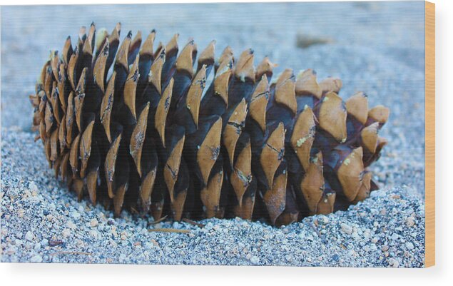 Pinecone Wood Print featuring the photograph Giant Pinecone by Josh Bryant