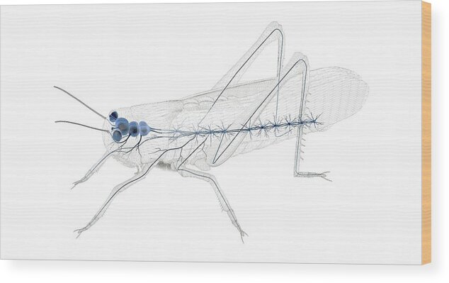 Caelifera Wood Print featuring the photograph Grasshopper Nervous System by Peter Matulavich