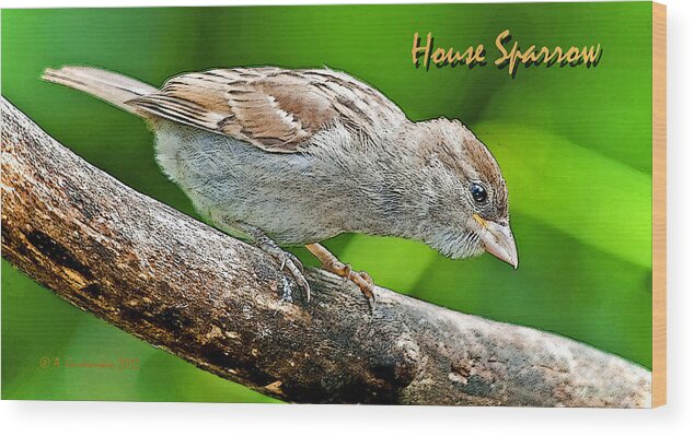 Ornithology Wood Print featuring the photograph House Sparrow Juvenile Poster Image by A Macarthur Gurmankin