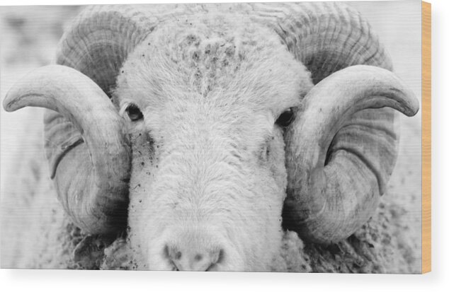 Ram Wood Print featuring the photograph How Ewe Doin by Courtney Webster