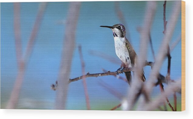 Bird Wood Print featuring the photograph Hummingbird 20323 3 by Jerry Sodorff