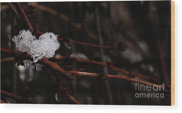 Snow Wood Print featuring the photograph Ice by Linda Shafer