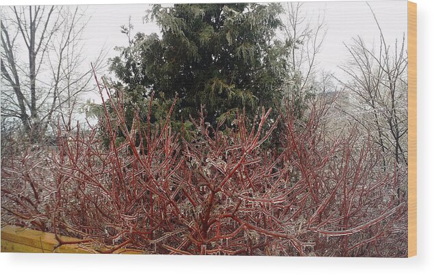 Toronto Ice Storm Wood Print featuring the photograph Ice Trees by Nicky Jameson