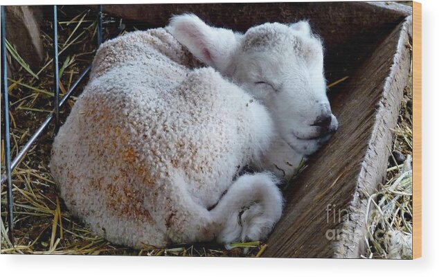 Agriculture Wood Print featuring the photograph In A Manger by Julia Hassett