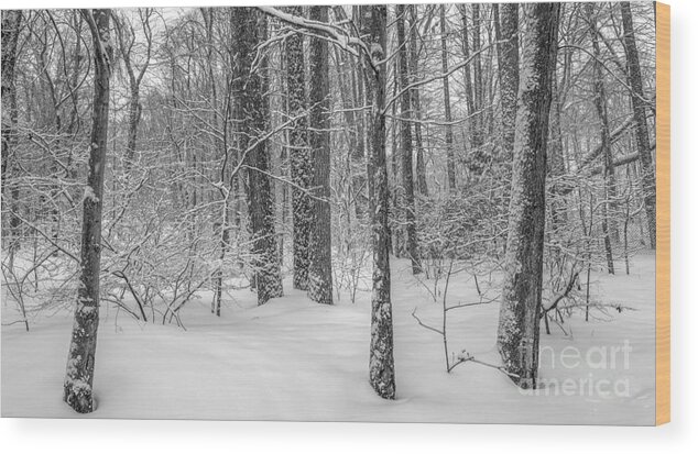 Winter Wood Print featuring the photograph In full season by Marco Crupi