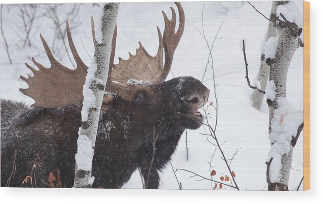 Moose Wood Print featuring the photograph Last Leaves by Kevin Dietrich