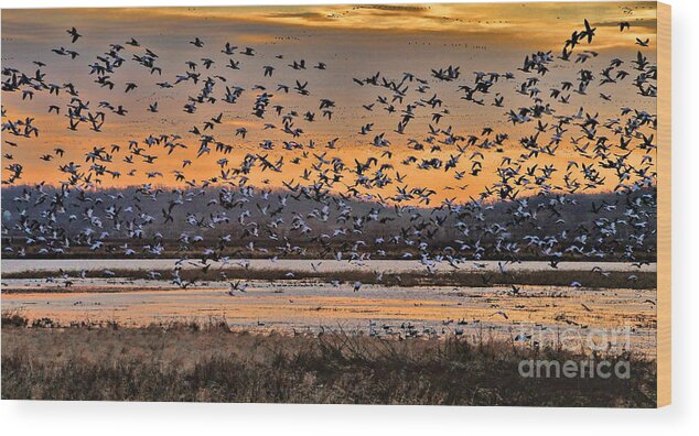 Migration Wood Print featuring the photograph Light of Dawn by Elizabeth Winter