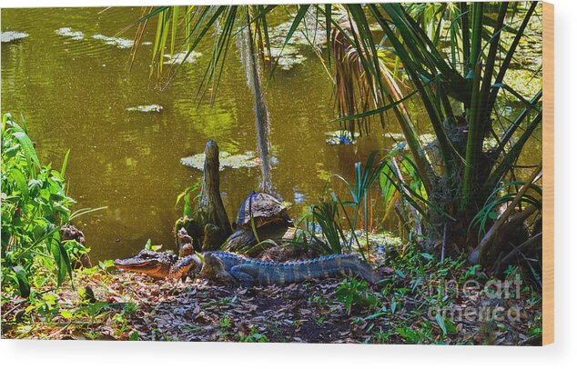 Crocodile Wood Print featuring the photograph Magnolia Crocodile an Turtle by Amy Lucid