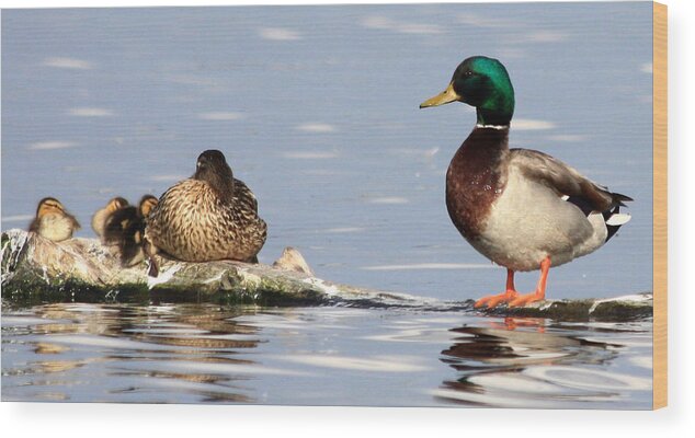 Family Wood Print featuring the photograph Mallard Family by Shane Bechler