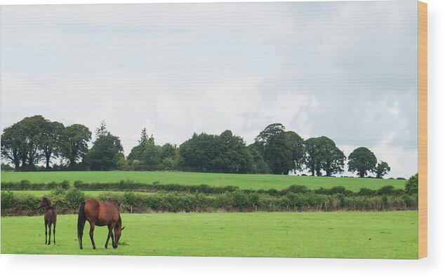 Horse Wood Print featuring the photograph Mare And Foal Grazing In A Field In by Leverstock