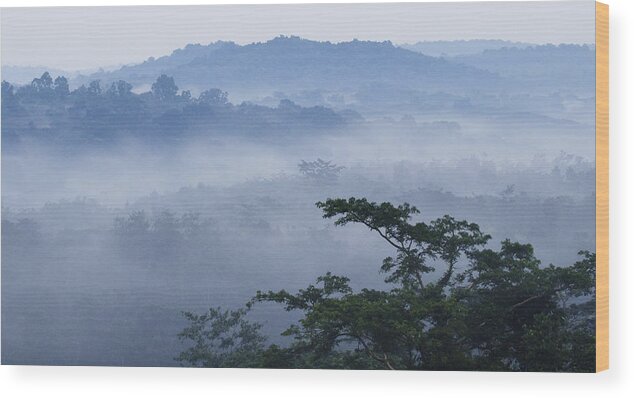 Sebastian Kennerknecht Wood Print featuring the photograph Mist Over Tropical Rainforest Kibale Np by Sebastian Kennerknecht