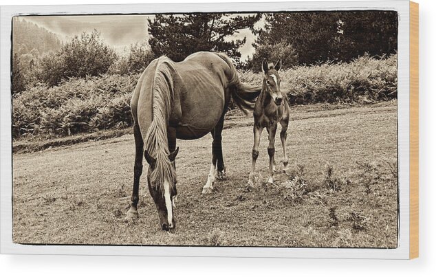 Foal Wood Print featuring the photograph New blood by Weston Westmoreland