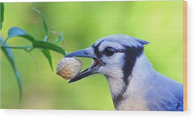 Birds Wood Print featuring the photograph Northern Blue Jay by Dart Humeston