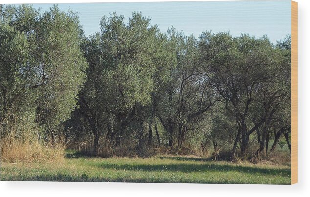 Olive Wood Print featuring the photograph Olive Trees of Provence by Carla Parris