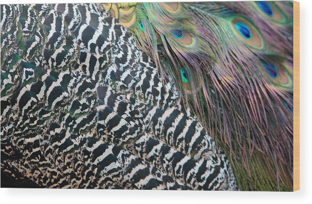 Peacock Wood Print featuring the photograph Peacock Feathers by Cynthia Guinn