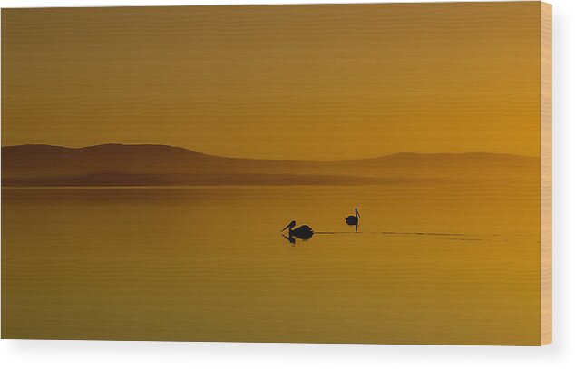 Pelicans Wood Print featuring the photograph Pelican Sunset 01 by Kevin Chippindall