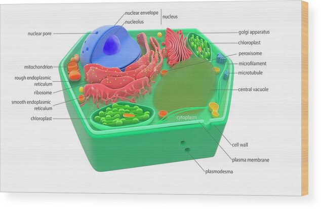 Cell Wood Print featuring the photograph Plant Cell by Science Photo Library