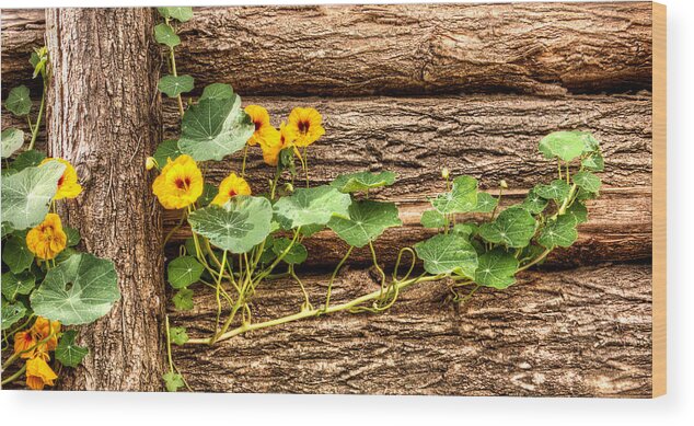 Nasturtium Wood Print featuring the photograph Slow Invader by Weston Westmoreland