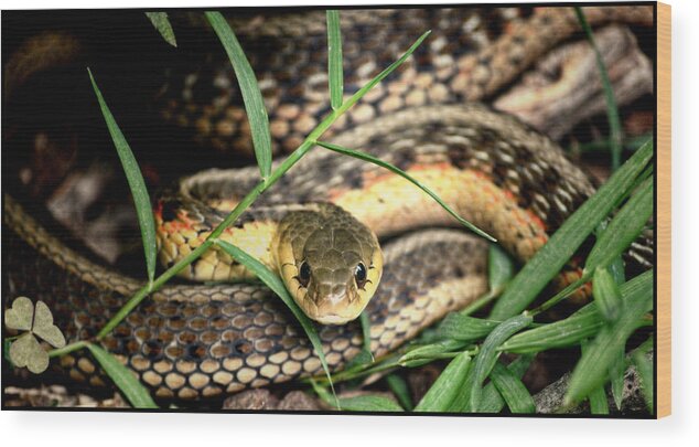 Snake Wood Print featuring the pyrography Snake 5 by Jeffrey Platt
