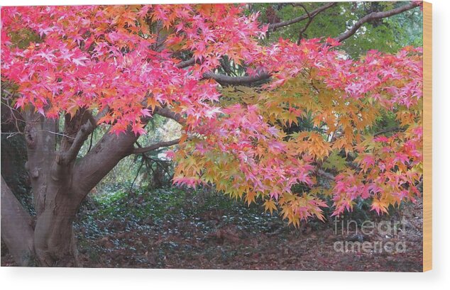 Nature Wood Print featuring the photograph Spectacular Maple Tree by Anita Adams