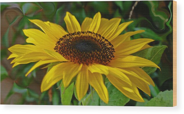 Sunflower Wood Print featuring the photograph Sunflower by Daniele Smith