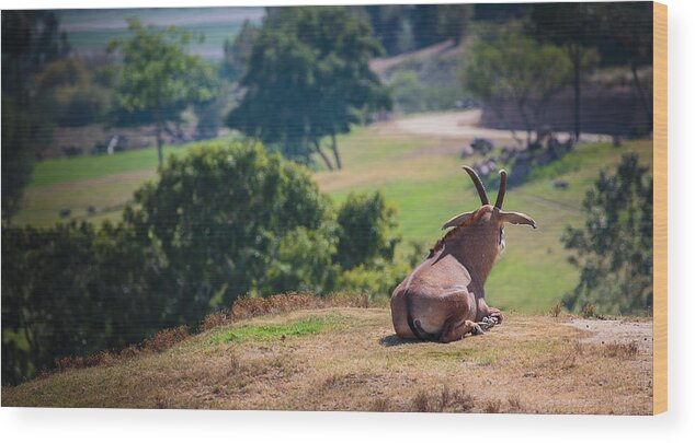 Animals Wood Print featuring the photograph Surveying by Matthew Onheiber