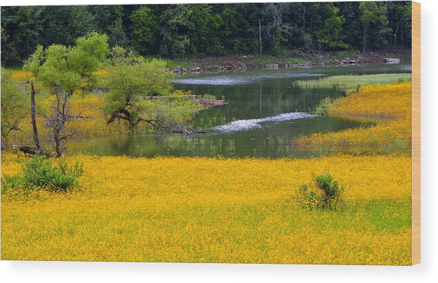 Flower Wood Print featuring the photograph Tennessee Black-eyed Susan Field by Kathy Barney