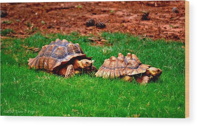 African Spur Tortoise Wood Print featuring the photograph The Chase is On by Tara Potts
