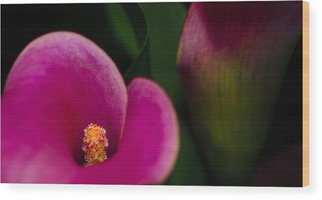 Calla Wood Print featuring the photograph The Heart of the Lily by Christi Kraft