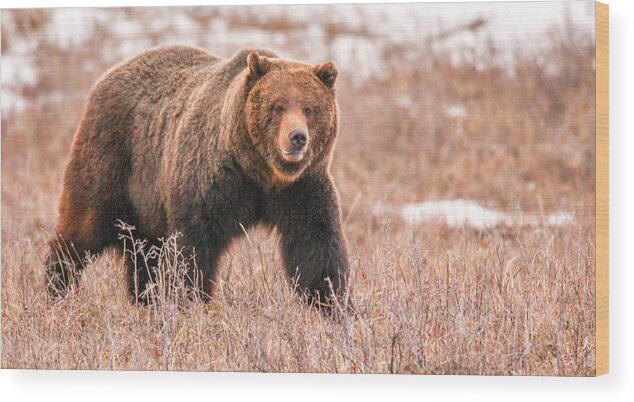 Grizzly Wood Print featuring the photograph Walk About by Kevin Dietrich