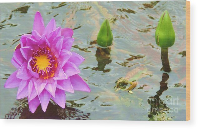 Water Lily Wood Print featuring the photograph Water Lilies 001 by Robert ONeil