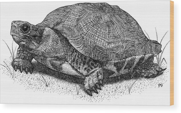 Wood Turtle Wood Print featuring the photograph Wood Turtle by Roger Hall