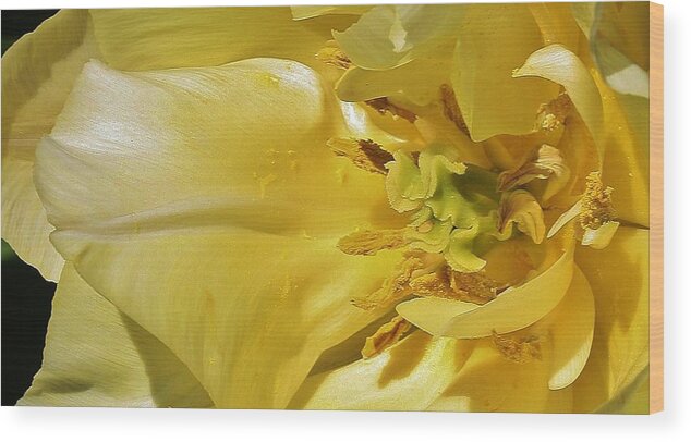 Flora Wood Print featuring the photograph Yellow Tulip Abstract by Bruce Bley