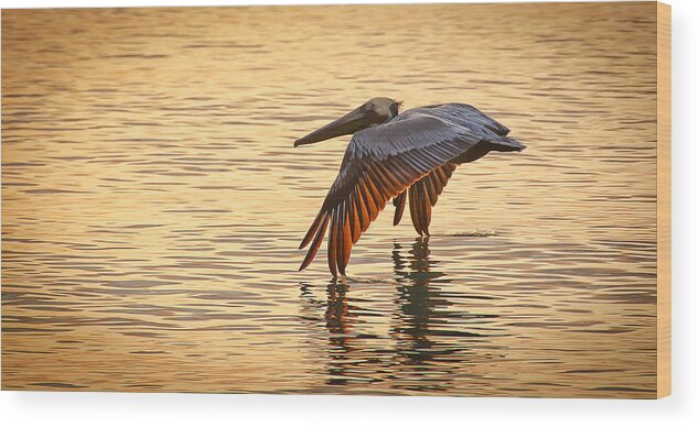 Pelican Wood Print featuring the photograph Pelican At Sunset by Bill Martin