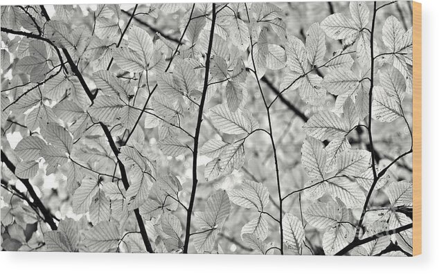 Forest Wood Print featuring the photograph Foliage #2 by Gabriela Insuratelu