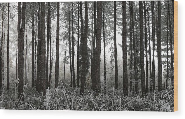 Trees Wood Print featuring the photograph Barcode by Michael Standen Smith