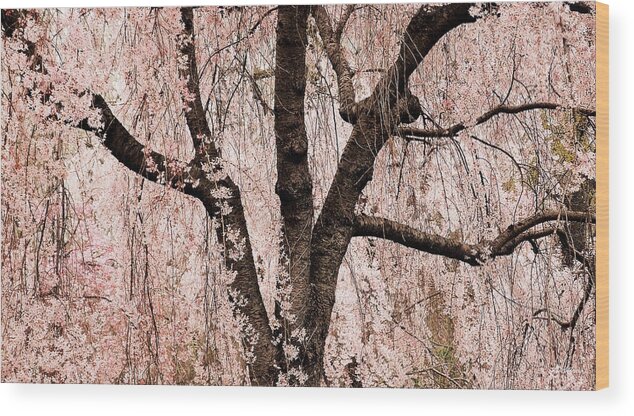 Peace Wood Print featuring the photograph Blossom Rain by Deborah Crew-Johnson