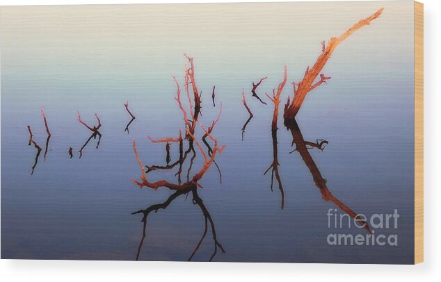 Abstract Photograph Wood Print featuring the photograph Branching Out by Keith Kapple