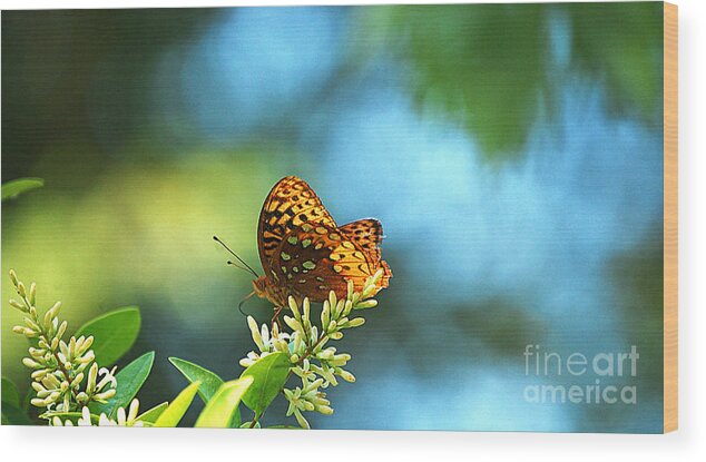 Landscape Wood Print featuring the photograph Brown Spotted Butterfly by Peggy Franz