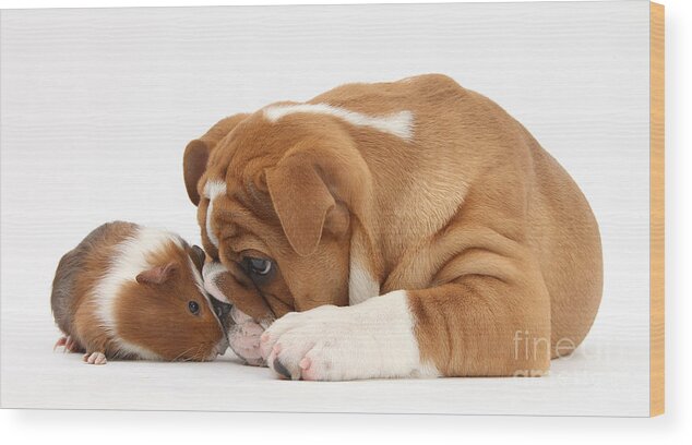 Nature Wood Print featuring the photograph Bulldog Pup And Guinea Pig by Mark Taylor